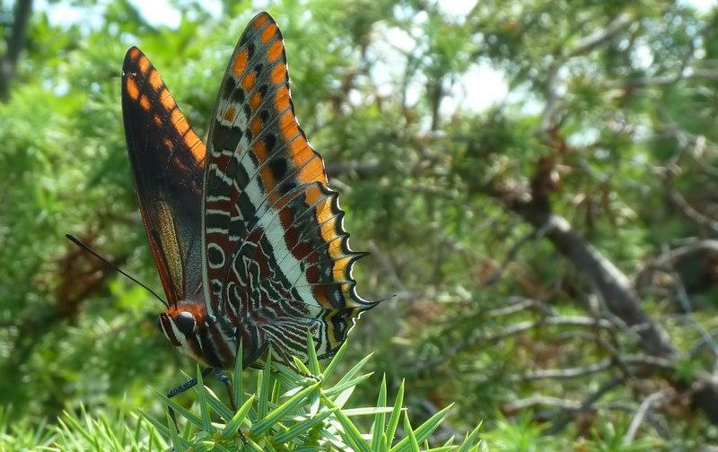 i Charaxes di Monte Malbe